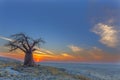 Baobab at sunset Royalty Free Stock Photo