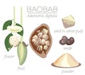 Baobab