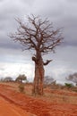 Baobab tree