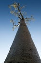 Baobab tree Royalty Free Stock Photo