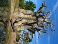 Baobab Tree