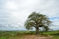 Baobab tree Royalty Free Stock Photo