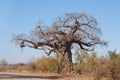 Baobab Tree