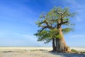 Baobab Tree Royalty Free Stock Photo