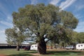 Baobab Tree. Royalty Free Stock Photo