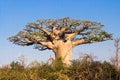 Baobab tree Royalty Free Stock Photo