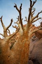 Baobab Royalty Free Stock Photo