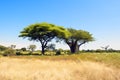 Baobab tree and Acacia in Botswana Royalty Free Stock Photo