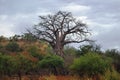 Baobab Tree (Adansonia digitata) Royalty Free Stock Photo