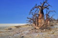 Baobab, Makgadikgadi Pans National Park, Botswana Royalty Free Stock Photo