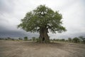 Baobab tree, Adansonia digitata Royalty Free Stock Photo