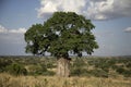 Baobab tree, Adansonia digitata Royalty Free Stock Photo