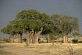 Baobab tree, Adansonia digitata Royalty Free Stock Photo