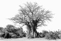 Baobab tree, Adansonia digitata, isolated on white, monochrome Royalty Free Stock Photo