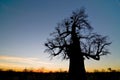 Baobab tree Adansonia digitata Makgadigadi Pans at Gweta in Botswana