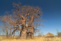 Baobab tree Adansonia digitata Makgadigadi Pans at Gweta in Botswana