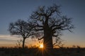 Baobab tree Adansonia digitata Makgadigadi Pans at Gweta in Botswana