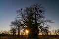 Baobab tree Adansonia digitata Makgadigadi Pans at Gweta in Botswana