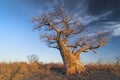 Baobab tree Adansonia digitata Makgadigadi Pans at Gweta in Botswana