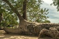 Baobab tree, Adansonia digitata Royalty Free Stock Photo