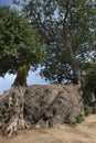 Baobab tree, Adansonia digitata Royalty Free Stock Photo