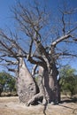 Baobab Tree (Adansonia digitata) - Namibia Royalty Free Stock Photo