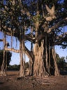 Baobab tree, Adansonia digitata, Royalty Free Stock Photo