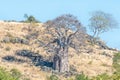 Baobab tree, Adansonia digitata, on the slope of a hill Royalty Free Stock Photo