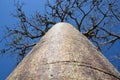 Baobab tree Adansonia rubrostipa Royalty Free Stock Photo