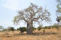 Baobab Tree Royalty Free Stock Photo