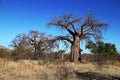 Baobab Tree Royalty Free Stock Photo