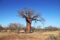 Baobab Tree Royalty Free Stock Photo