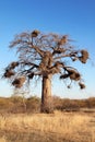 Baobab Tree Royalty Free Stock Photo