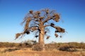 Baobab Tree Royalty Free Stock Photo