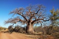 Baobab Tree