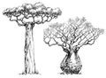 Baobab tree