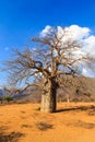 Baobab tree in African landscape Royalty Free Stock Photo