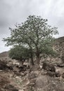Baobab tree Royalty Free Stock Photo