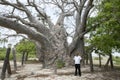 A baobab tree believed to be around 500 years old on Delft Island in the Jaffna region of northern Sri Lanka.