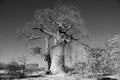 Baobab Tree Royalty Free Stock Photo