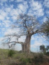 Baobab tree with blue sky in background