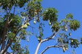 Baobab Tree and Boabab fruit. Baobab fruit  hanging on tree. Tree and blue sky. Royalty Free Stock Photo
