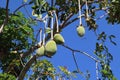 Baobab Tree and Boabab fruit. Baobab fruit  hanging on tree. Tree and blue sky. Royalty Free Stock Photo