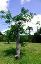 Baobab tree at the botanic garden Royalty Free Stock Photo