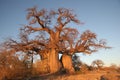Baobab tree in Botswana