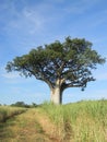 Baobab tree in cane field.