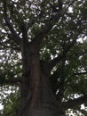 Baobab Tree during Cloudy and Rainy Sunrise in December in Honolulu on Oahu Island, Hawaii.