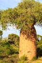 Baobab tree in detail with fruit and leaves in an African landscape Royalty Free Stock Photo