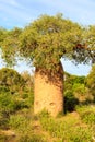 Baobab tree in detail with fruit and leaves in an African landscape Royalty Free Stock Photo