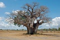Baobab tree in dry African savanna - Tanzania Royalty Free Stock Photo